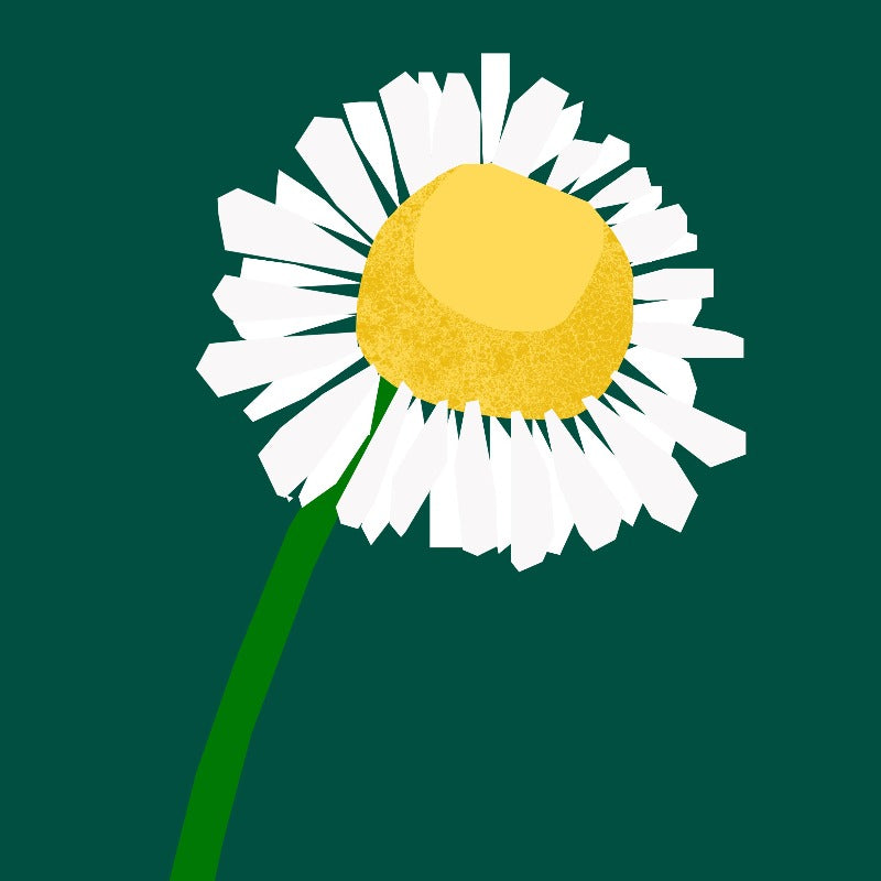 Chamomile Essential Oil from The Nature of Things
