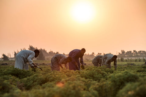 Geranium harvest in Egypt