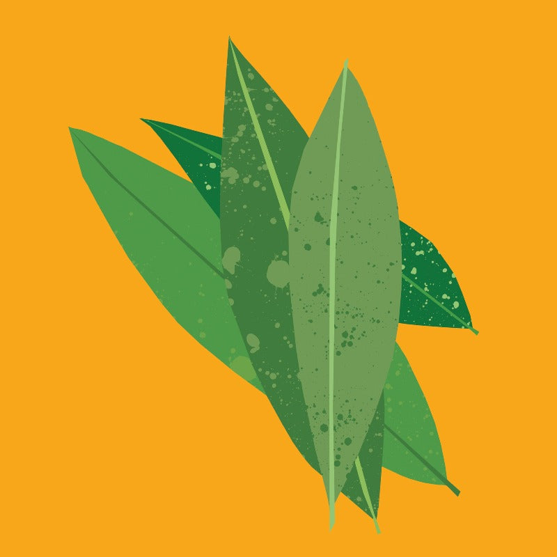 Organic Petitgrain Essential Oil from The Nature of Things