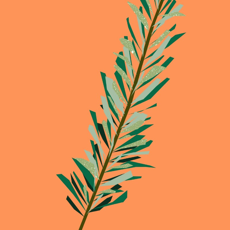 Organic Rosemary Essential Oil from The Nature of Things