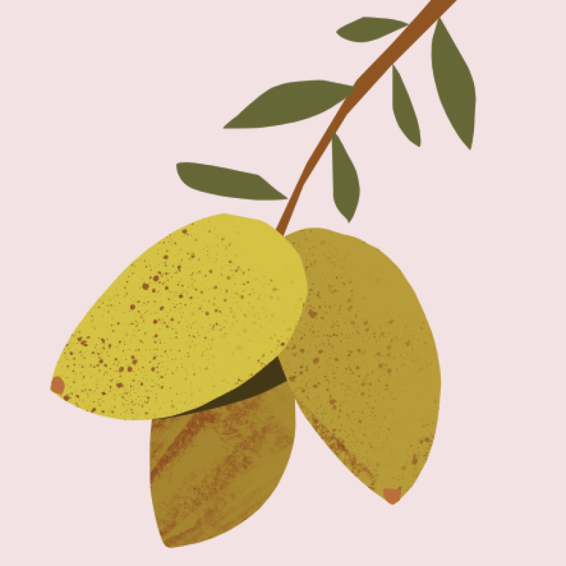 Organic Argan Oil from The Nature of Things