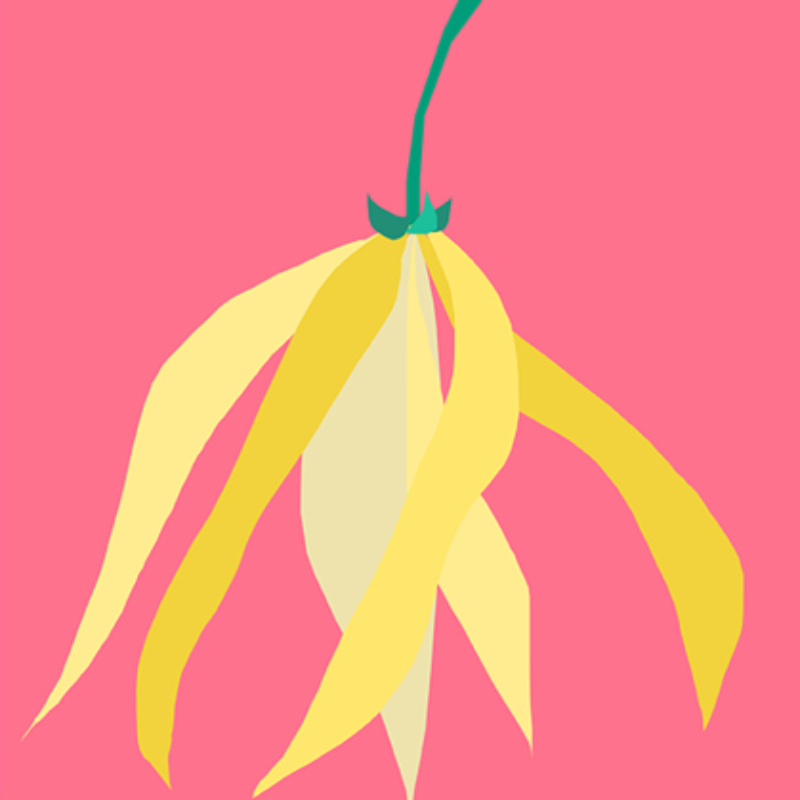 Organic Ylang Ylang Essential Oil from The Nature of Things