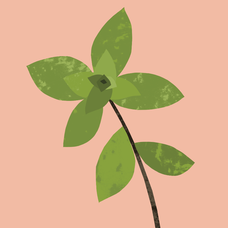 Marjoram Essential Oil (Organic)